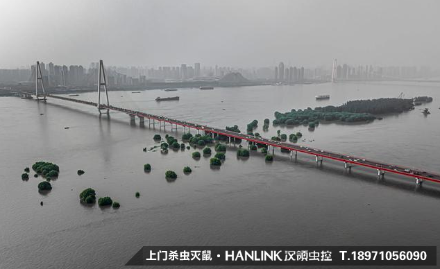 暴雨过后，蚊虫鼠害带来的问题影响