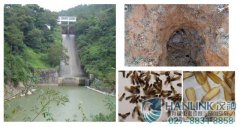 水库堤坝白蚁防治