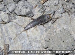 家庭除虫如何消灭衣鱼