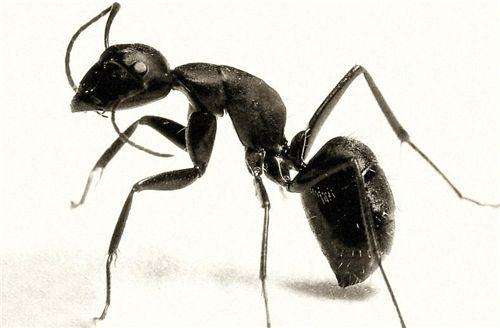 蚂蚁的起源及防治蚂蚁有哪些妙招